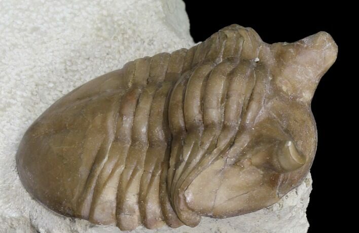 Nice Asaphus Punctatus Trilobite - Russia #31300